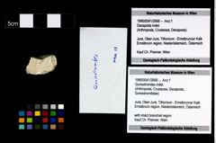 Foto (Objekt + Etikett) von Goniodromites indet.  (NHMW-GEO-1990-0041-2666)